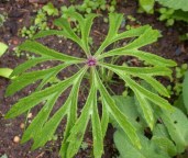 45-95-shredded-umbrella-plant-bg