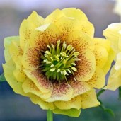 4587_auto_auto_jpg_5_80