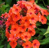 488212159_floks-metelchatyj-phlox
