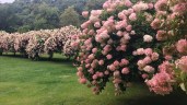 4984ac14-2010-4854-8405-80ae484b15c1_PINKHYDRANGEA