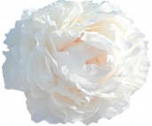 5060688581166_1_Paeonia_Baroness_Schroeder9