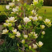 5710_magnoliya_sunsation_004_gl_auto_auto_jpg_5_80