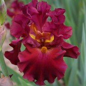 5937034.Iris_Rip_City
