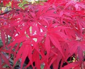 6143_Acer_palmatum_Shaina_spring