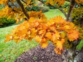 64979854-acer-shirasawanum-cv-aureum-in-autumn-colours