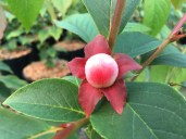 653-2-stewartia_rostrata