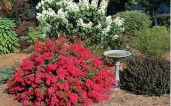 7575-Cherry-Dazzle-Crape-Myrtle
