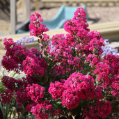 76250_Lagerstroemia_i._Kiss36
