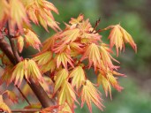 799px-Acer_palmatum_ORANGE_DREAM_photo_file_720KB