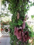 7f4668a9f4fb3fe41d7aeda8e2c28cae--rare-plants-rare-flowers