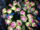 800-600-y-0-ROSE_35340842068