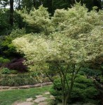 800px-Acer_palmatum_BUTTERFLY_leaves_photo_file_538KB8