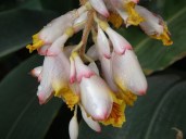 800px-Cardamom_flowers