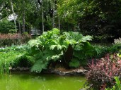 800px-Gunnera_Kraków3