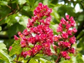 800px-aesculus_x_carnea_pict0370