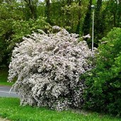 81TyZlYtIcL._SX425_
