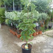 87f15d55-242a-4d9f-8f78-f843445aa8fd_1_201_a_2