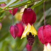 97662056_Abutilonmegapotamicum