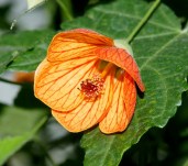 97662065_Abutilon3