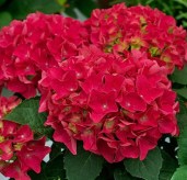 9919_gortenziya-krupnolistnaya-red-