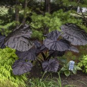 AC-Black-Swan-Colocasia