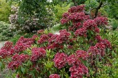 ADE_070808070_KALMIA_LATIFOLIA_KALEIDOSCOPE_BOTANICAL_GARDEN_OF_GONDREMER