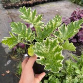AKANT-WHITEWATER-ORIENTALNY-WYGLAD-ACANTHUS-Producent-inna