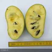 ASIMINA-triloba-Wabash-peterson-pawpawr