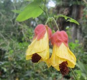 Abutilon-megapotamicum