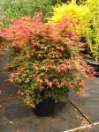 Acer-palmatum-Beni-maiko-Specimen-2134r