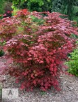 Acer_pal_Atropurpureum_big