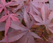 Acer_palmatum_Bloodgood_spring