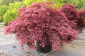 Acer_palmatum_Red_Dragon_Specimen_1771__64786.1593029732.1280.1280