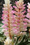 Akant-Acanthus-Tasmanian-Angel