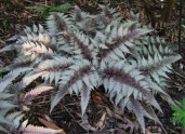 Athyrium-nipponicum-Red-Beauty