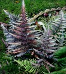 Athyrium_niponicum_Metallicum130