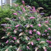 BUDDLEJA-DAVIDII-TRICOLOR3