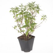 BUDDLEJA-DAVIDII-TRICOLOR4