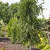 Betula_pendula_Crispa_TOM_9517