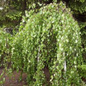 Betula_pendula_Youngii_TOM_6285