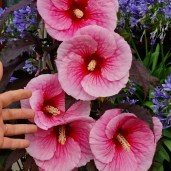Big-Pansy-1