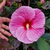 Big-Pansy