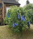 Blaugurke21