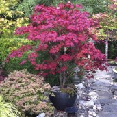 Bloodgood_Japanese_Maple_1_FGT_1024x1024