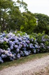 Blooming_The_Original_Endless_Summer_Hydrangea_Hedge__89953