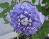 BlueLight6