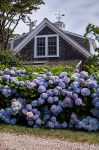 Blue_Hedge_with_The_Original_Endless_Summer_Hydrangeas__57299