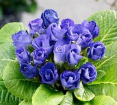 Blue_Parade_6becf82bdd9c1325ce7ed3ce524ac25c