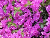 Bougainvillea-_бугенвиллия-_фиолетовая