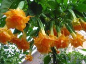 Brugmansia-Langenbuscher-Garten33